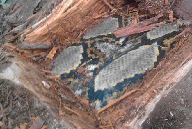 Ular piton saat masih berada di dalam batang kayu